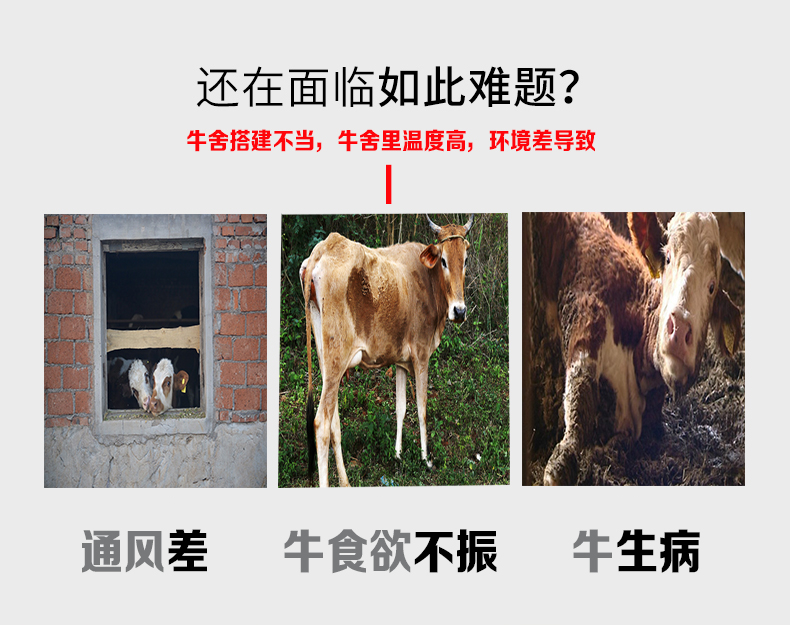 牛舍通风降温难题