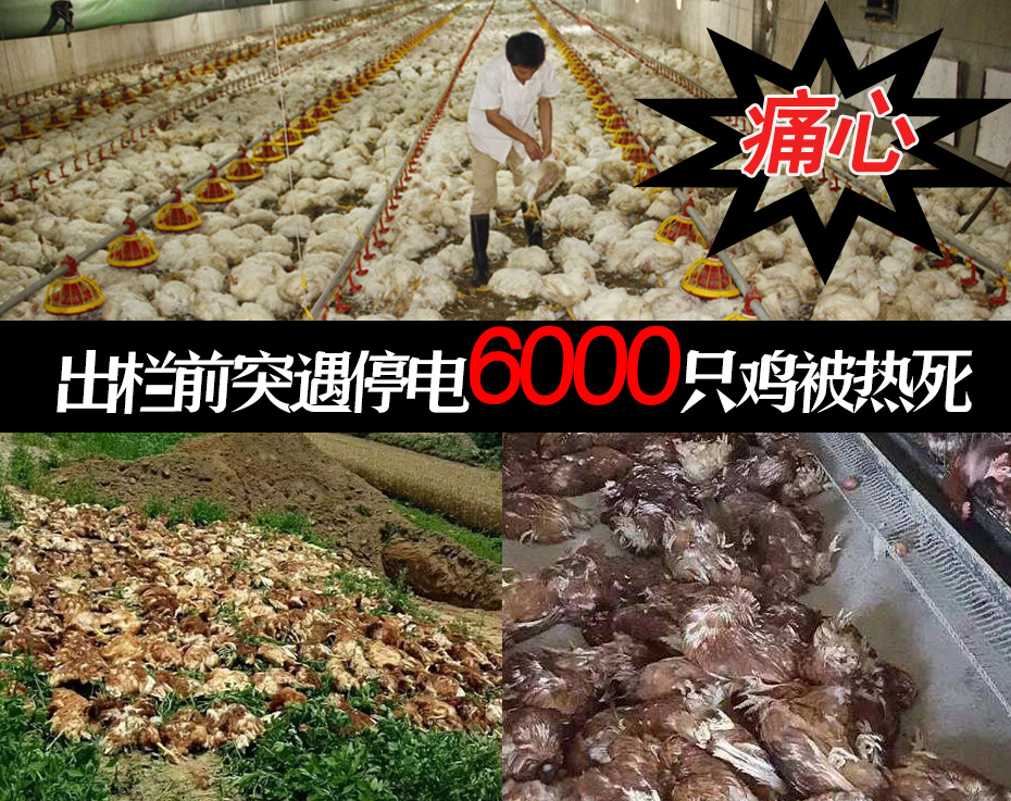 国内鸡舍通风降温问题