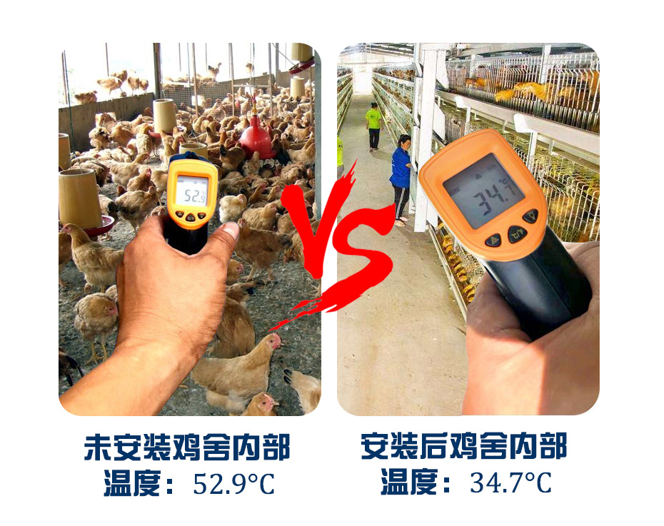鸡舍通风降温前后对比