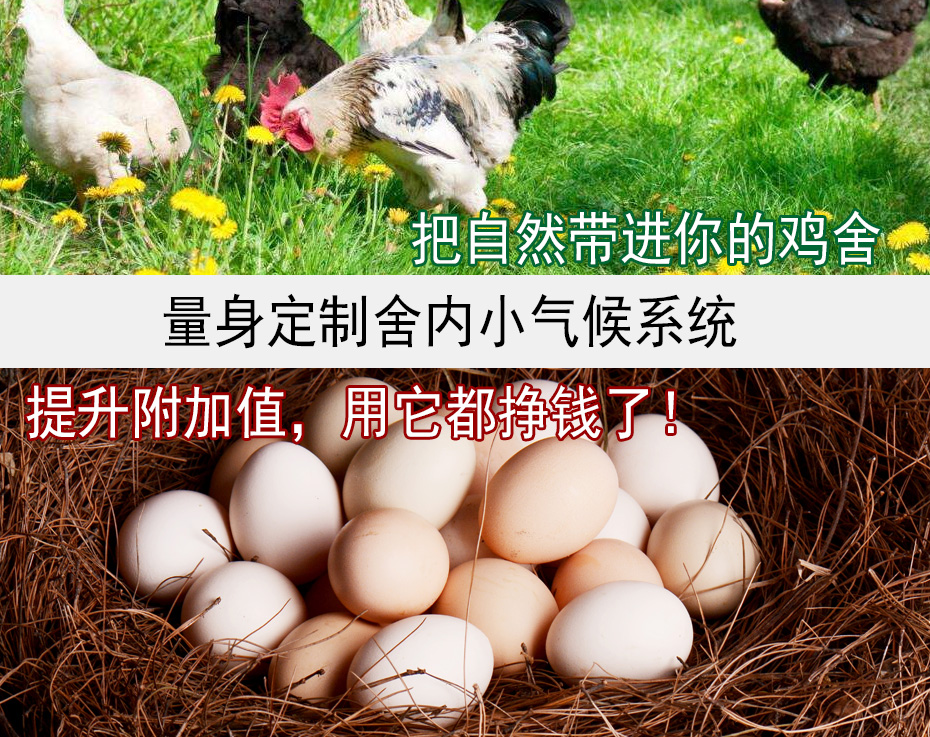 缔造鸡舍小气候系统