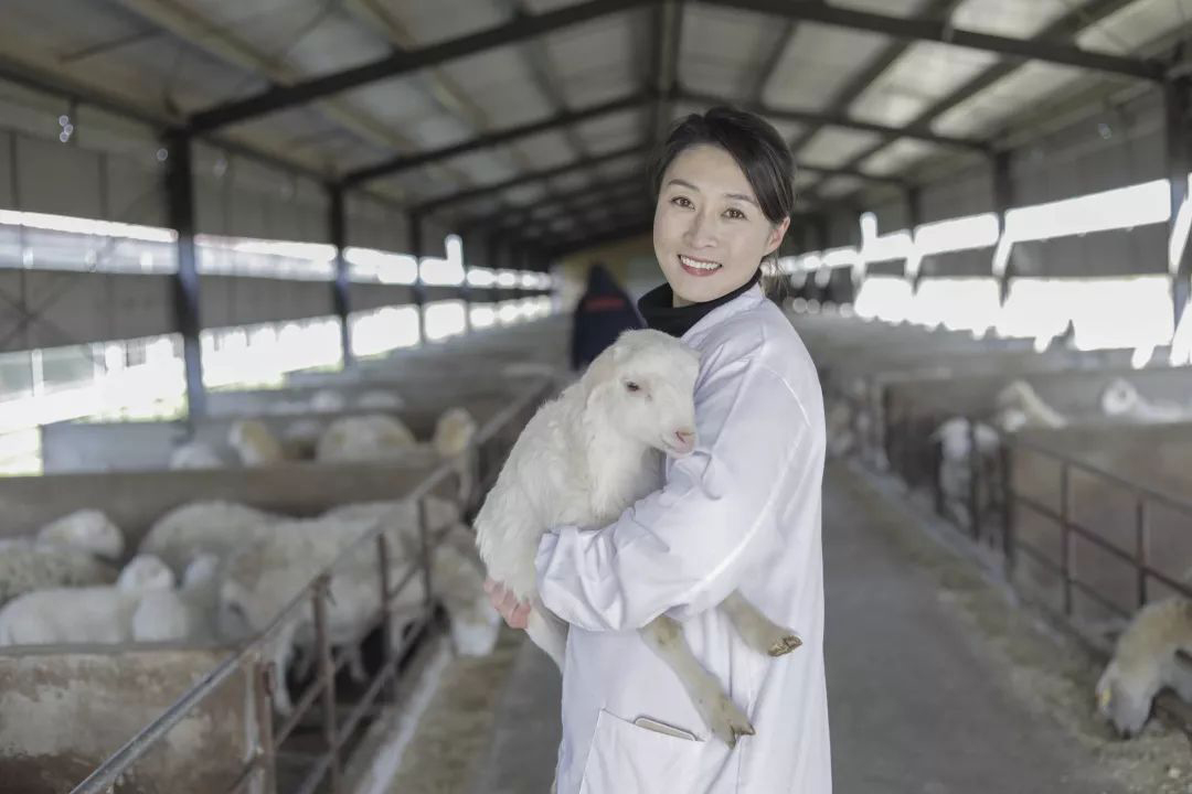 羊舍通风降温方案