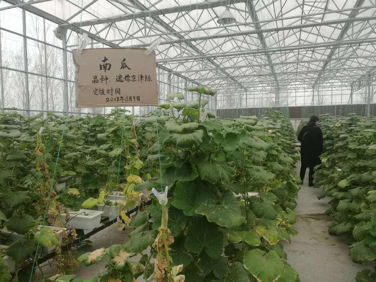 蔬菜通风降温方案